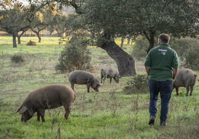 Los aranceles chinos al porcino afectan a 1,4 millones de euros en exportaciones extremeñas