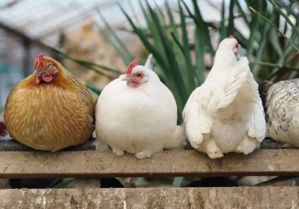 Hong Kong prohíbe la importación de carne y huevos de la provincia de Badajoz por gripe aviar