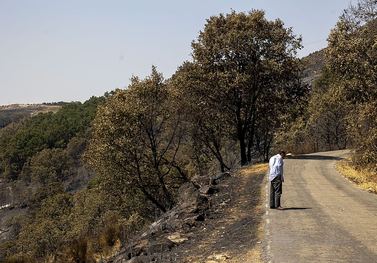Una persona a finales de agosto viendo las zonas afectadas por el incendio de Jarilla.
