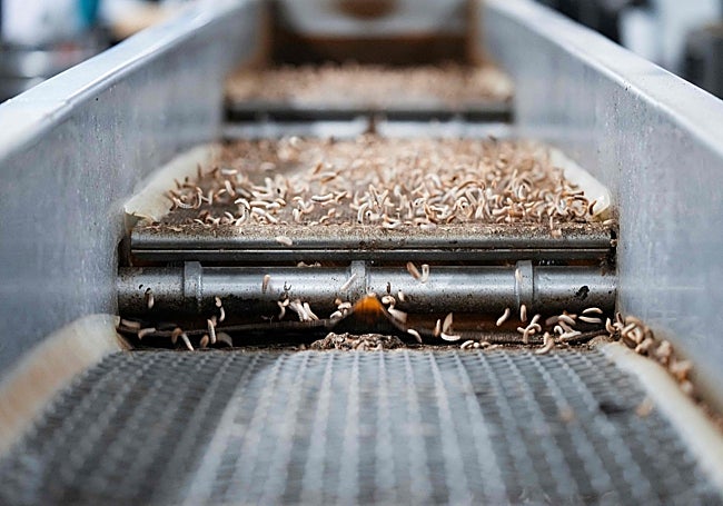 Procesado de los gusanos, que mueren por hipercongelación.