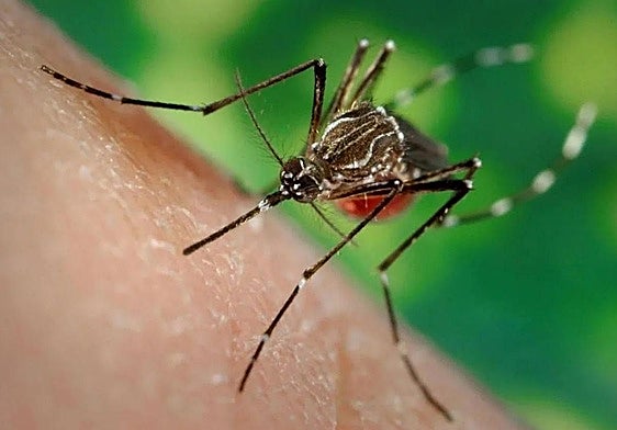 El virus del Nilo Occidental se transmite por la picadura del mosquito del género Culex.