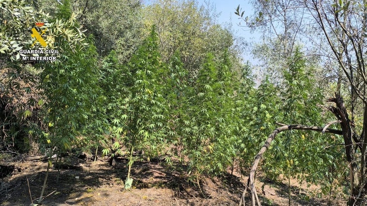 Intervenidas tres plantaciones de marihuana con varios kilos de cogollos en la provincia de Cáceres