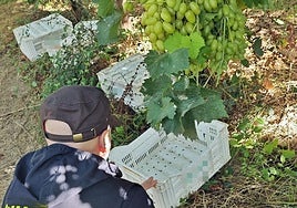 Inspección de las uvas.