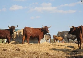 Explotación de vacuno no relacionada con el foco de carbunco detectado en Alburquerque.