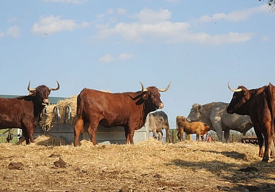 Explotación de vacuno no relacionada con el foco de carbunco detectado en Alburquerque.