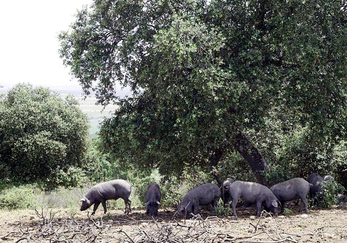 Los criadores de ibérico rechazan que Guijuelo rebaje los estándares de calidad