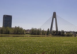 Estado actual de la mancha de nenúfar mexicano en el Guadiana en Badajoz.