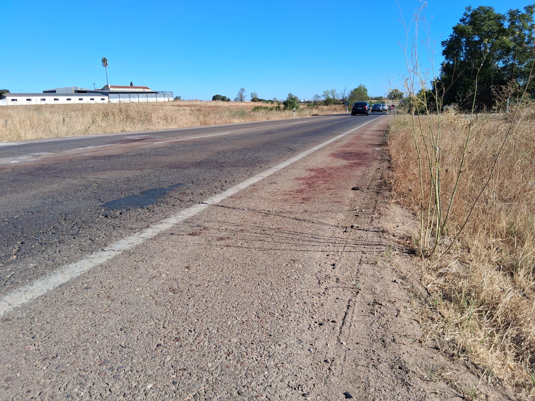 Fotos | Así ha quedado el coche tras al accidente mortal de un conductor y un caballo en Badajoz