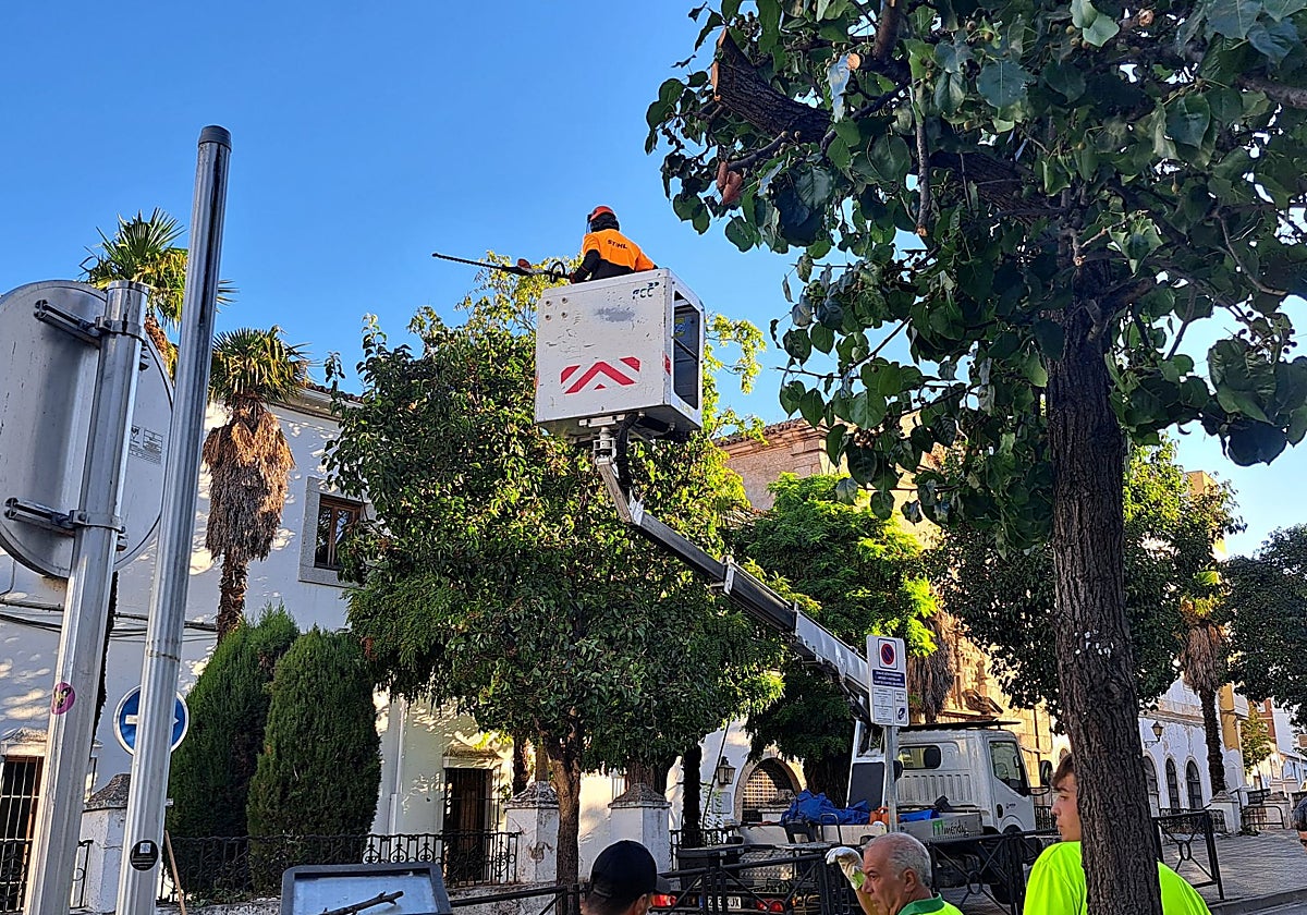 Poda de un ejemplar de peral en la calle Almendralejo.