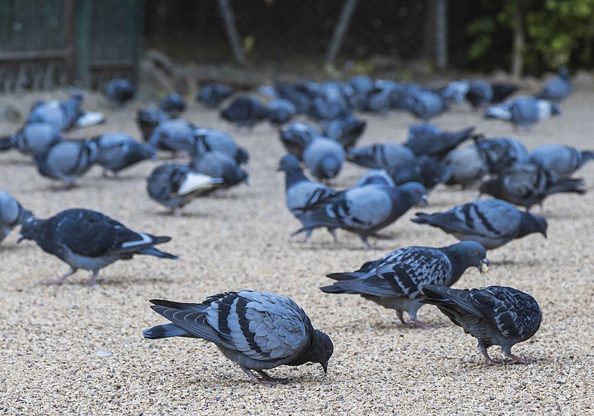 Muchas palomas en el parque de Castelar.