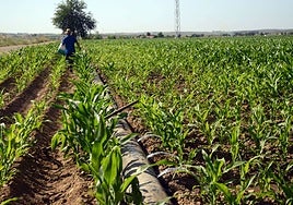 Un agricultor en una parcela de maíz en las Vegas Altas del Guadiana.