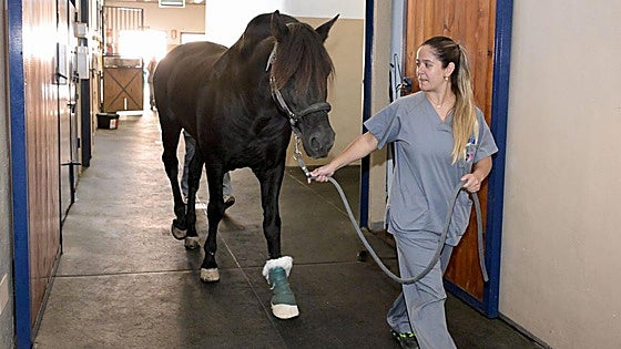 Extremadura notifica su primer foco de fiebre del Nilo Occidental en caballos este año