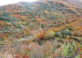 Este es el programa de la Otoñada del Valle del Jerte 2025