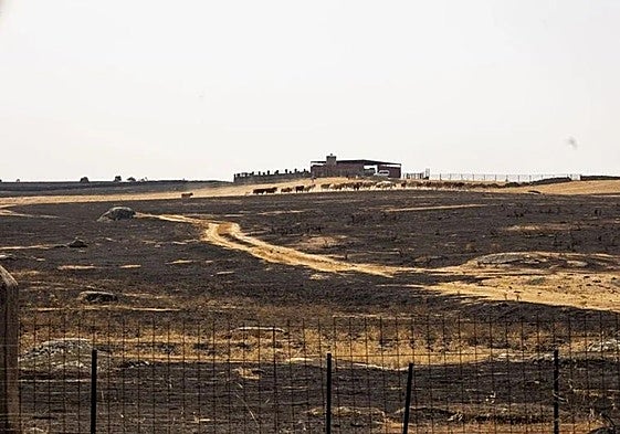 Pastos arrasados en una finca extremeña por uno de los fuegos de agosto.