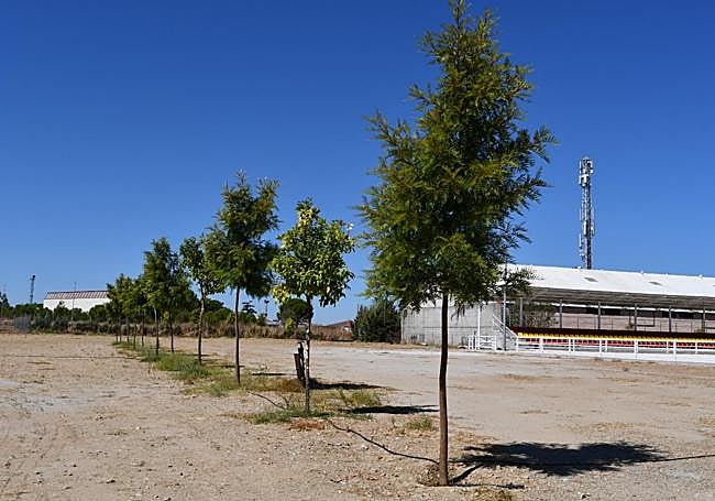Árboles plantados en el exterior de Ifeba.