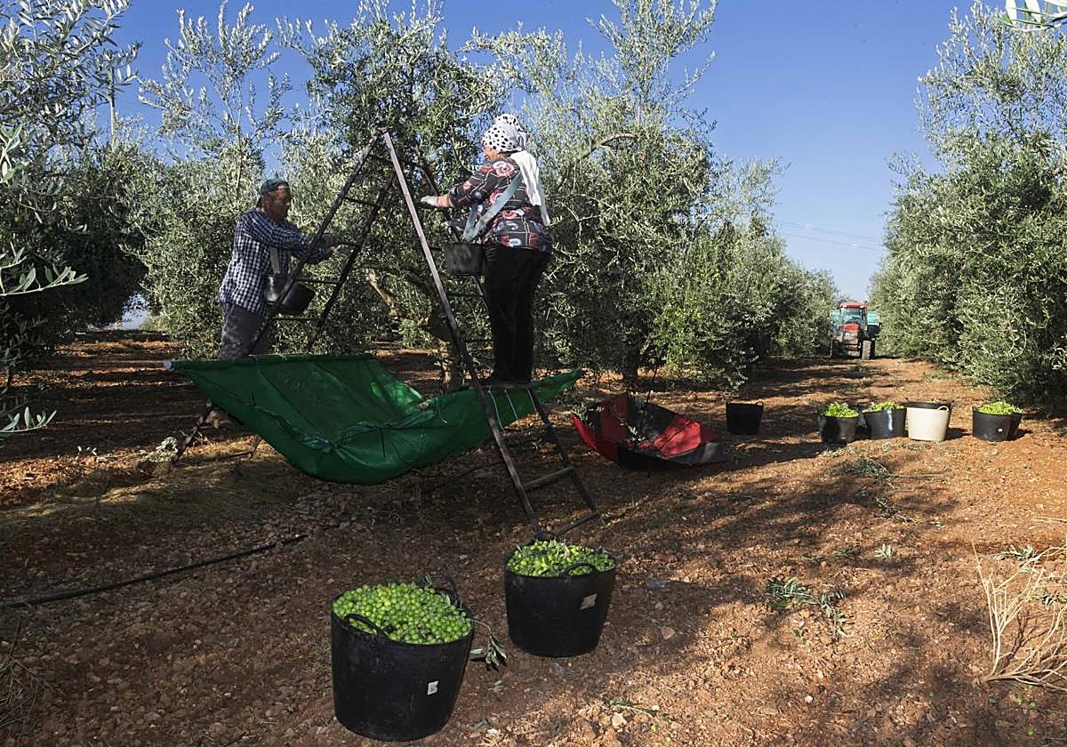 La campaña de aceituna de verdeo, directa a la almazara