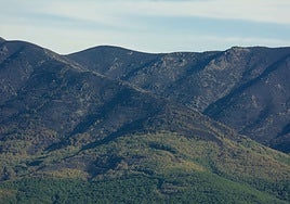 Imagen proporcionada por Fondenex con áreas con árboles en buen estado.