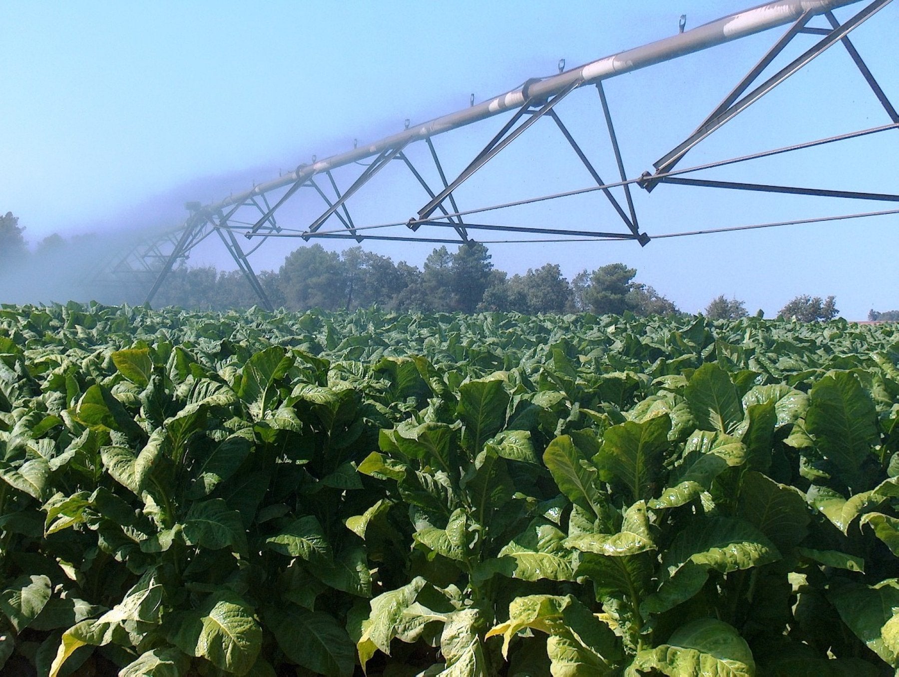 Plantación tabaquera.