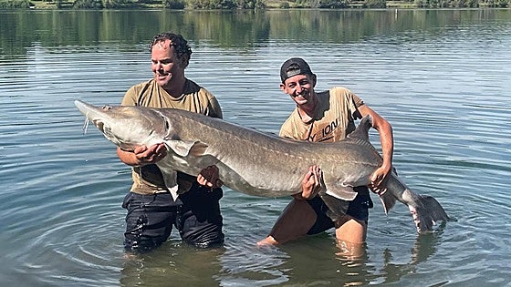 Unos primos extremeños capturan un esturión beluga de más de 80 kilos