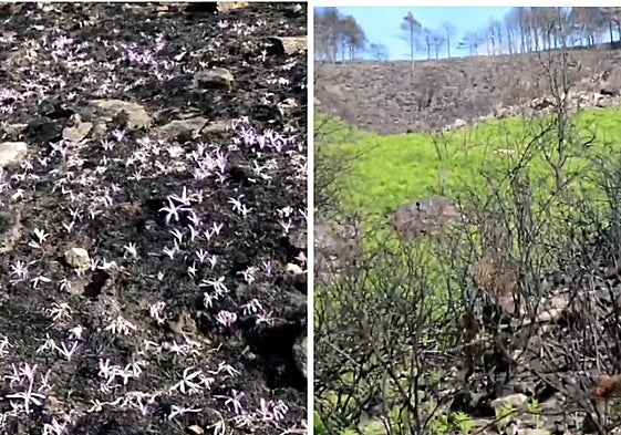 A la izquierda, tonos morados del colchicum montanum, conocido como 'quitameriendas'; y a la derecha, el verde característico de los helechos.