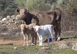 Ganado vacuno en una finca extremeña sin relación con el carbunco.
