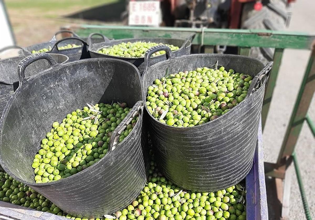 Herido grave tras una caída mientras cogía aceitunas en Almendralejo
