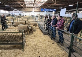 La nave del ganado ovino, en la Feria Agroganadera de 2024.