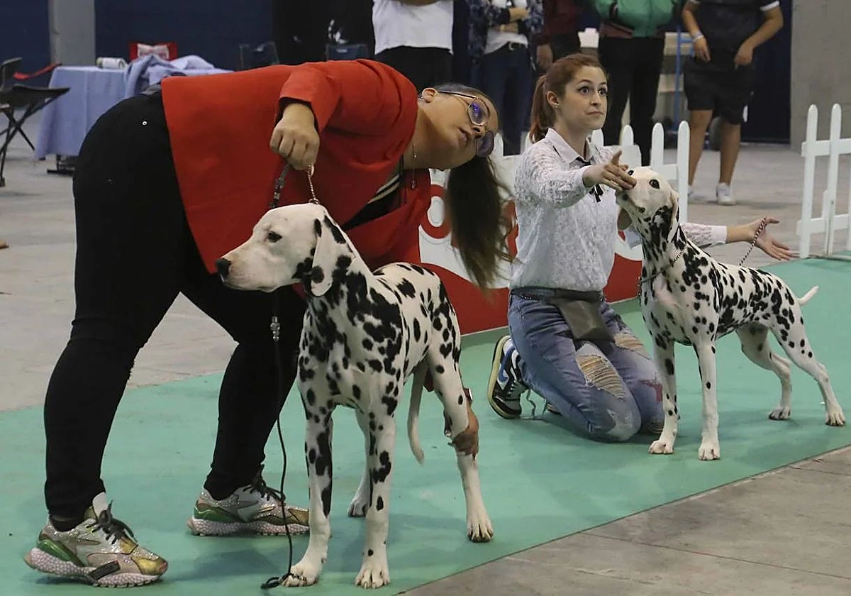 Ejemplares de perros en una exposición anterior en Ifeme.