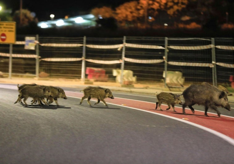 Los avisos por jabalíes en Cáceres se reducen «casi a cero» tras abatir los arqueros otros 41 ejemplares en el último año