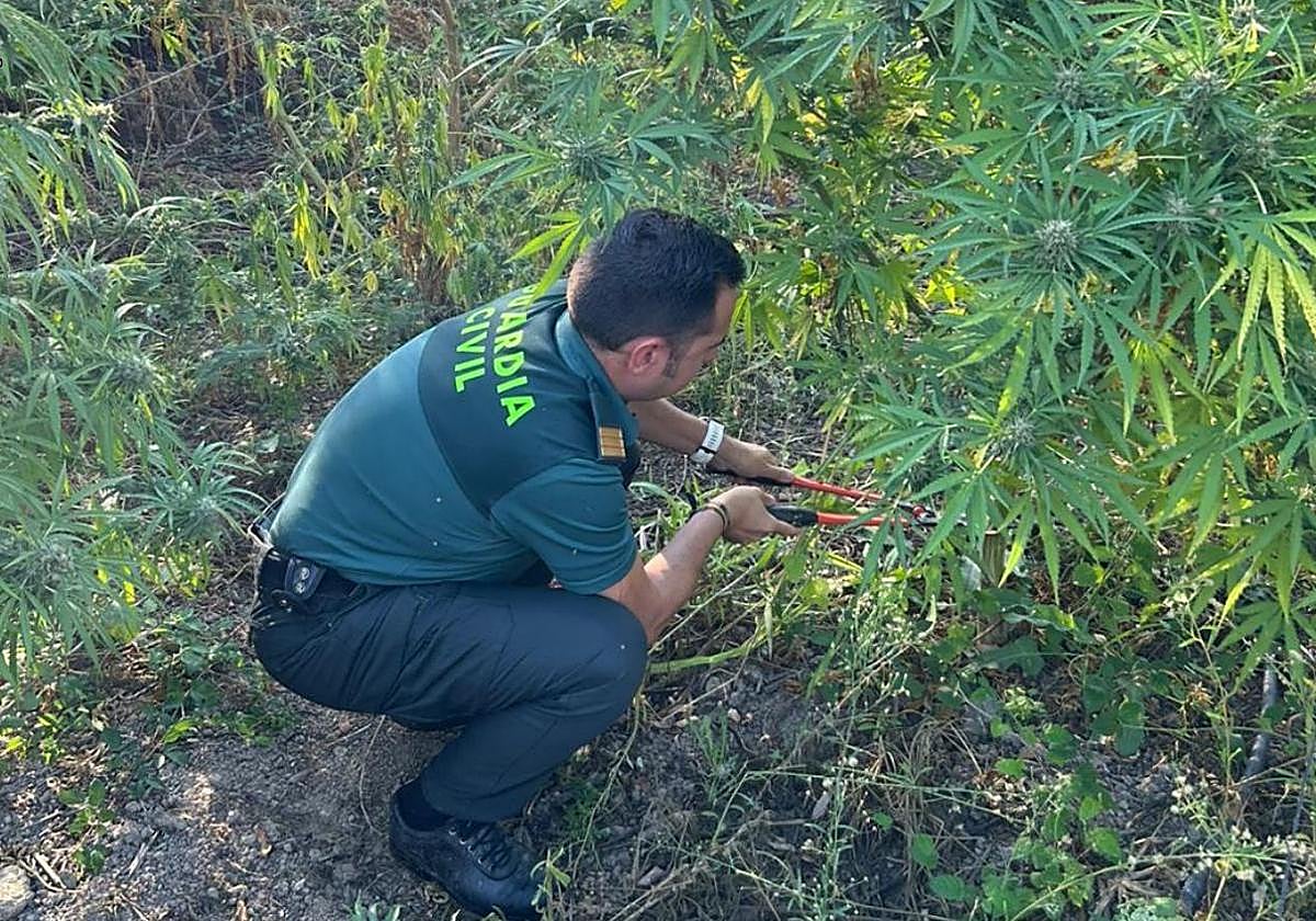 Investigado por tener una plantación de marihuana oculta en una finca ganadera que no es de su propiedad