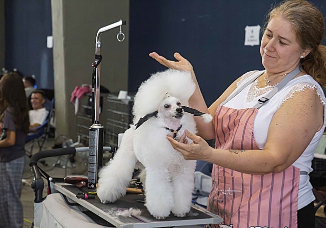 Caniche tras ser acicalado por su dueña