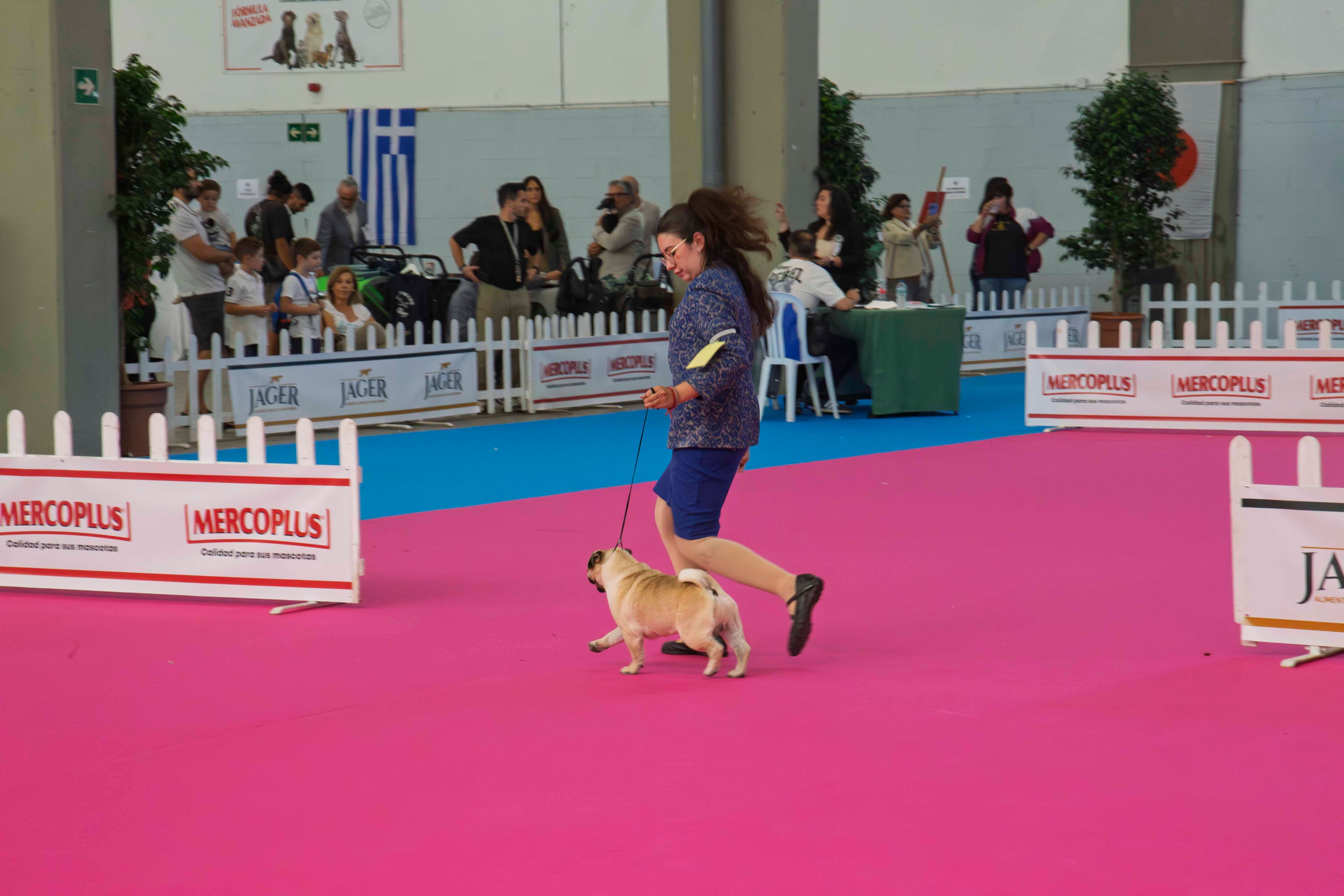 Fotos | Las mejores imágenes de la Exposición Internacional Canina de Mérida