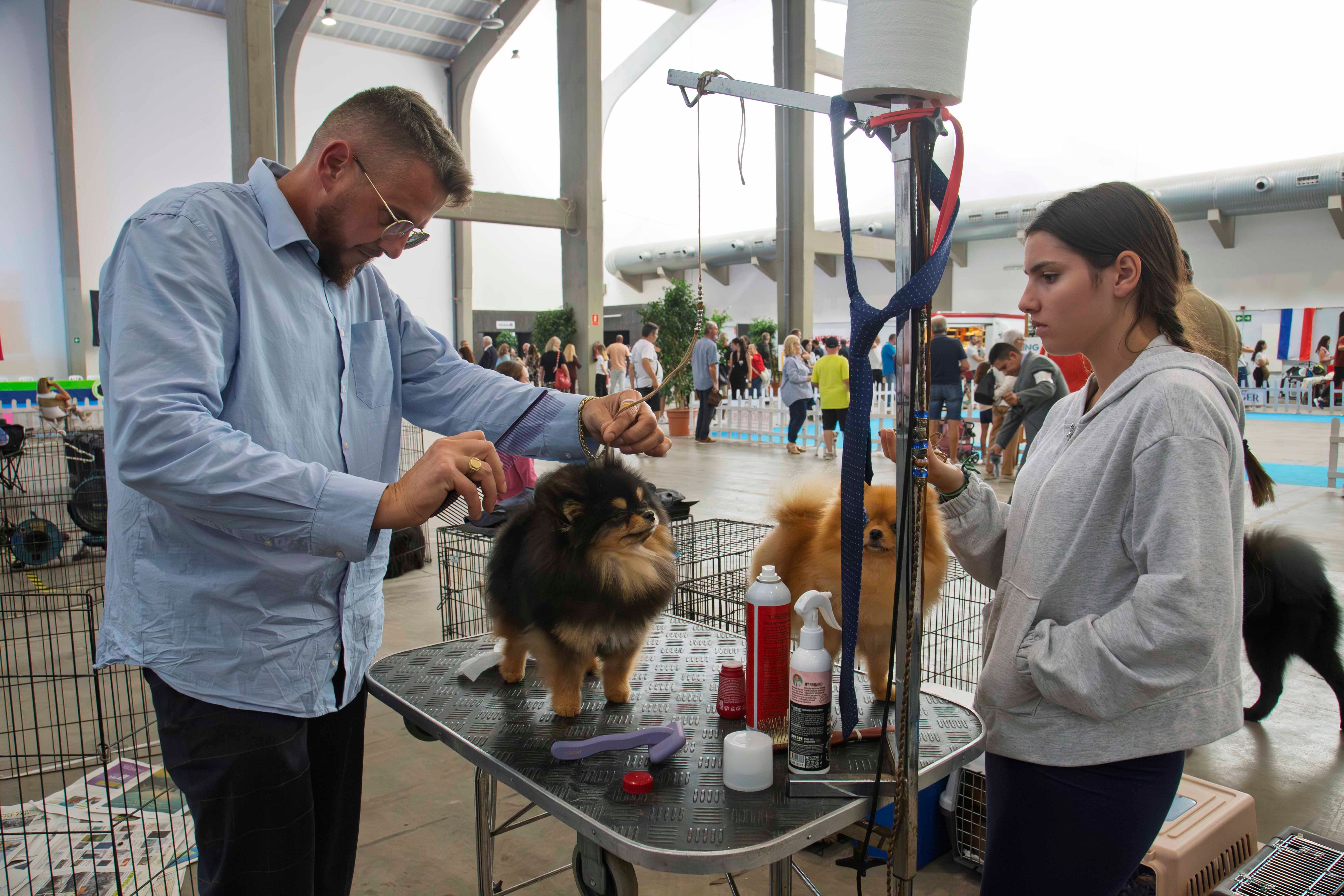 Fotos | Las mejores imágenes de la Exposición Internacional Canina de Mérida