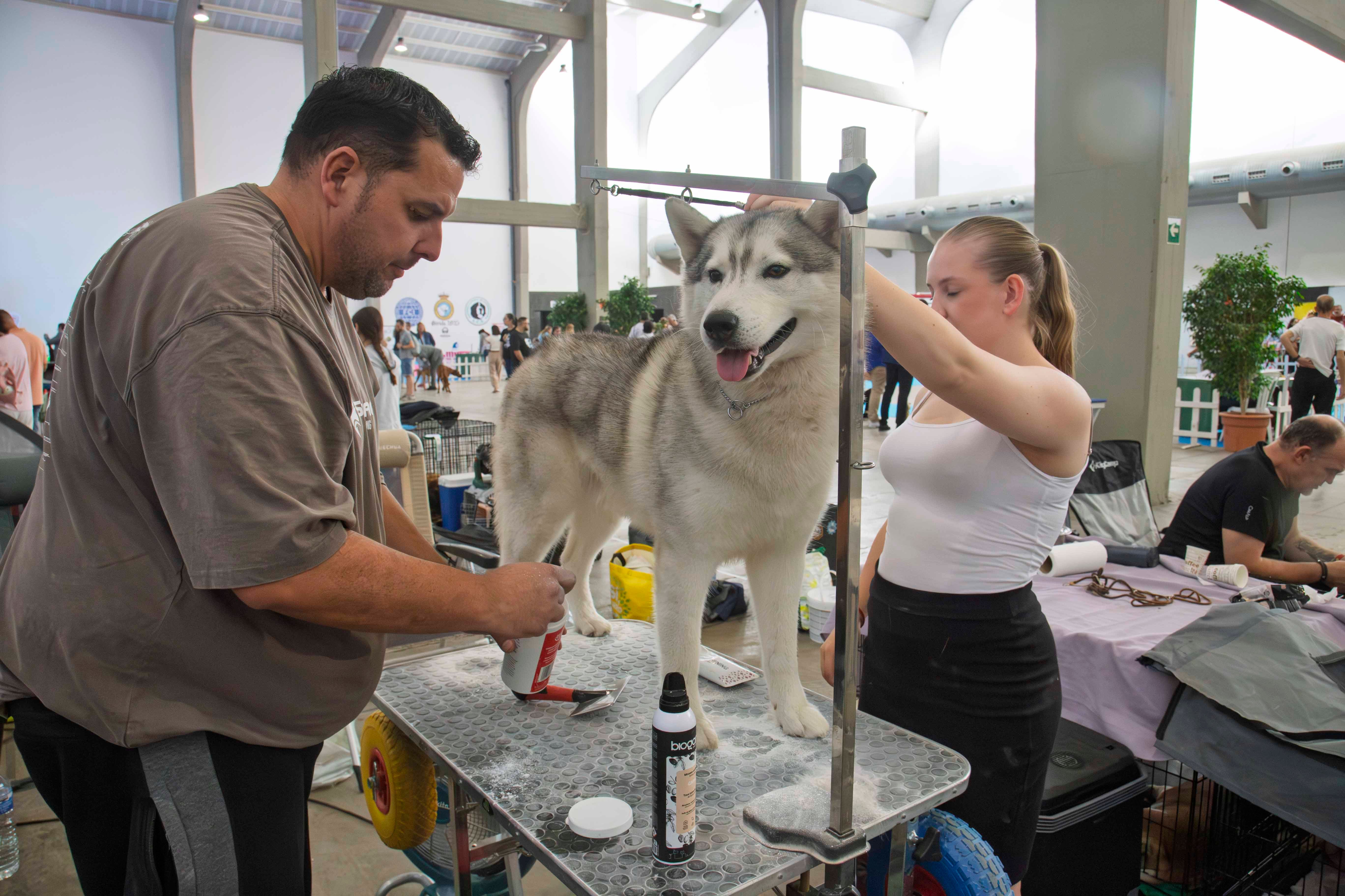 Fotos | Las mejores imágenes de la Exposición Internacional Canina de Mérida