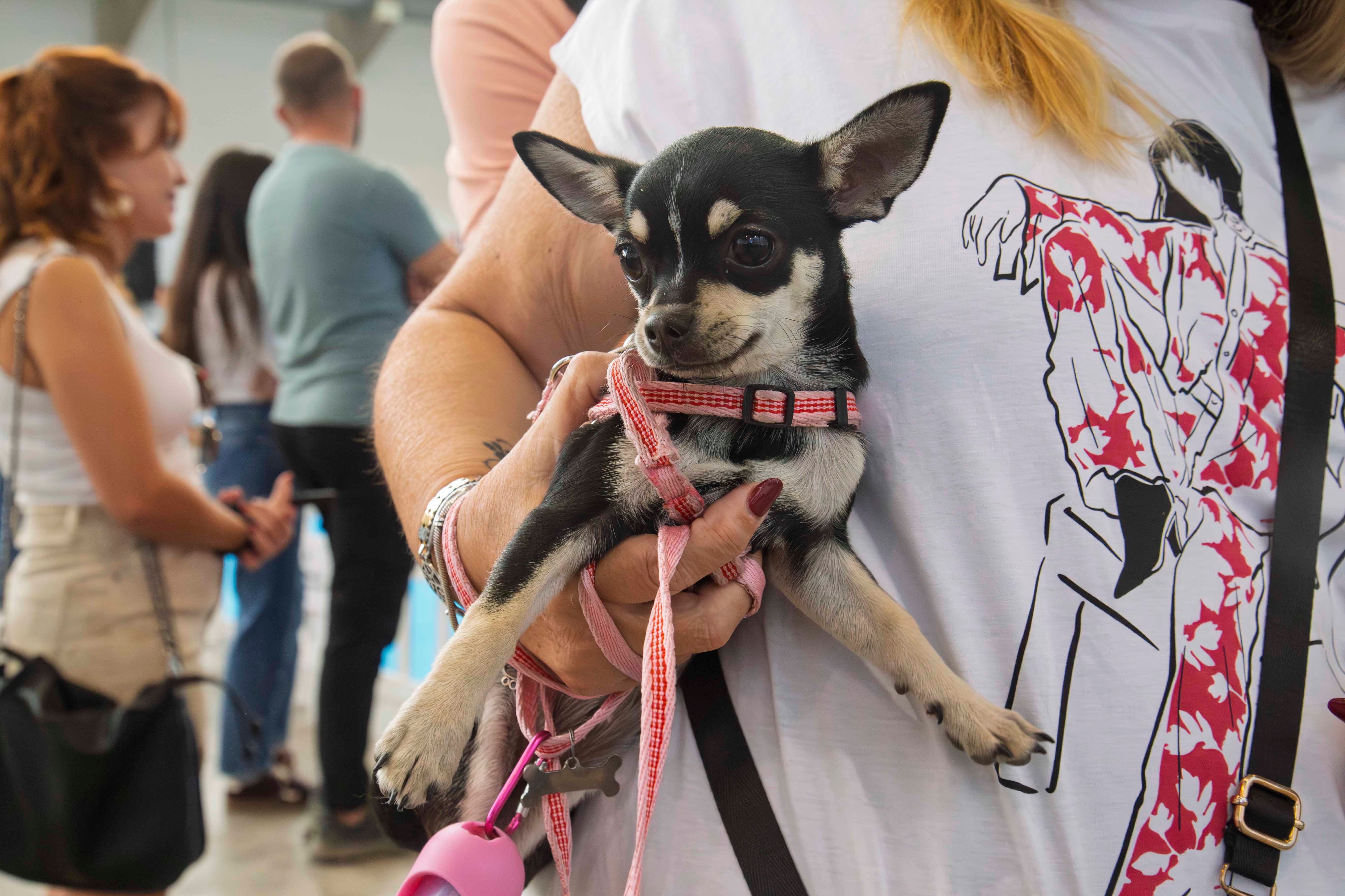 Fotos | Las mejores imágenes de la Exposición Internacional Canina de Mérida