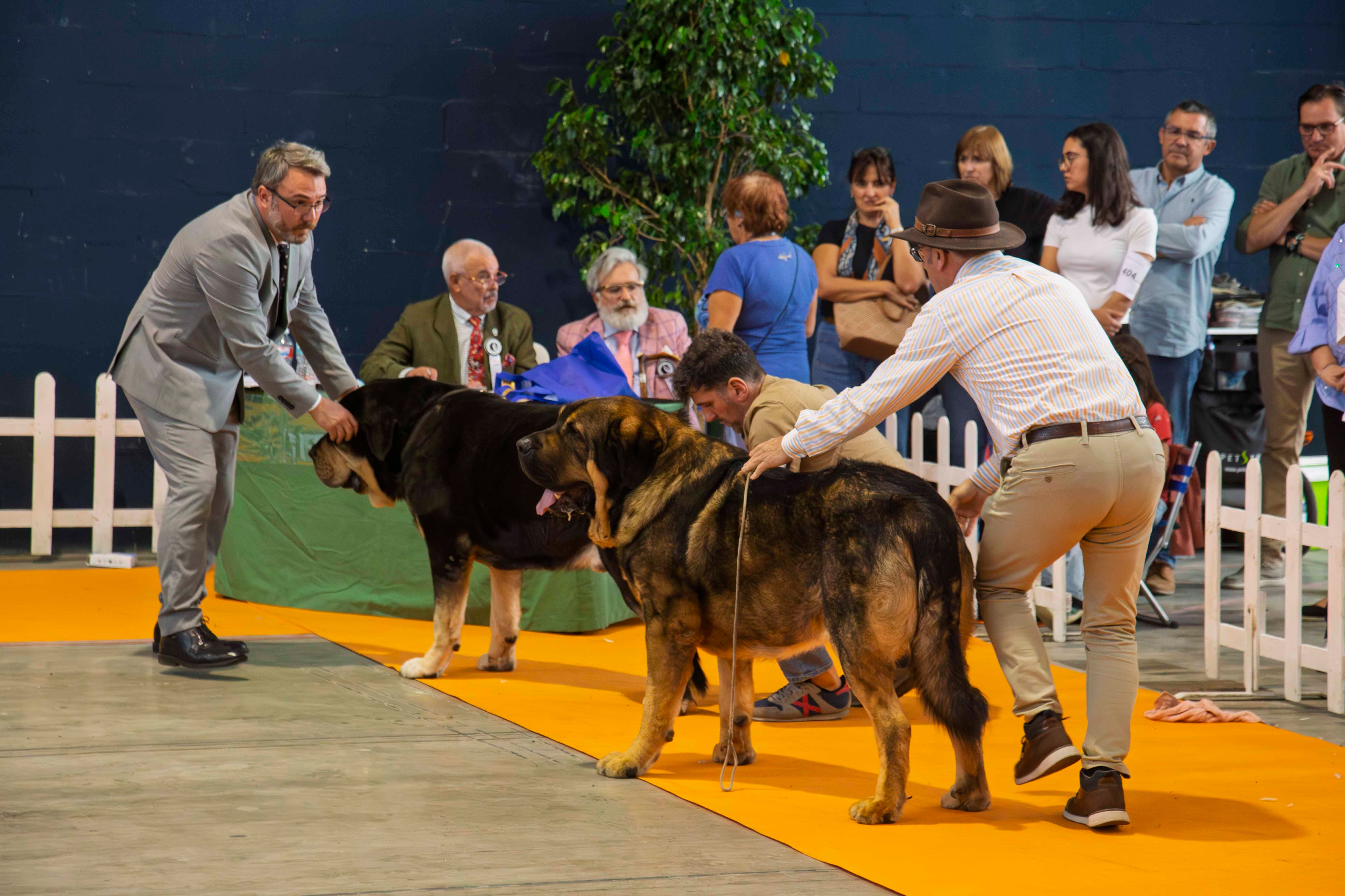 Fotos | Las mejores imágenes de la Exposición Internacional Canina de Mérida