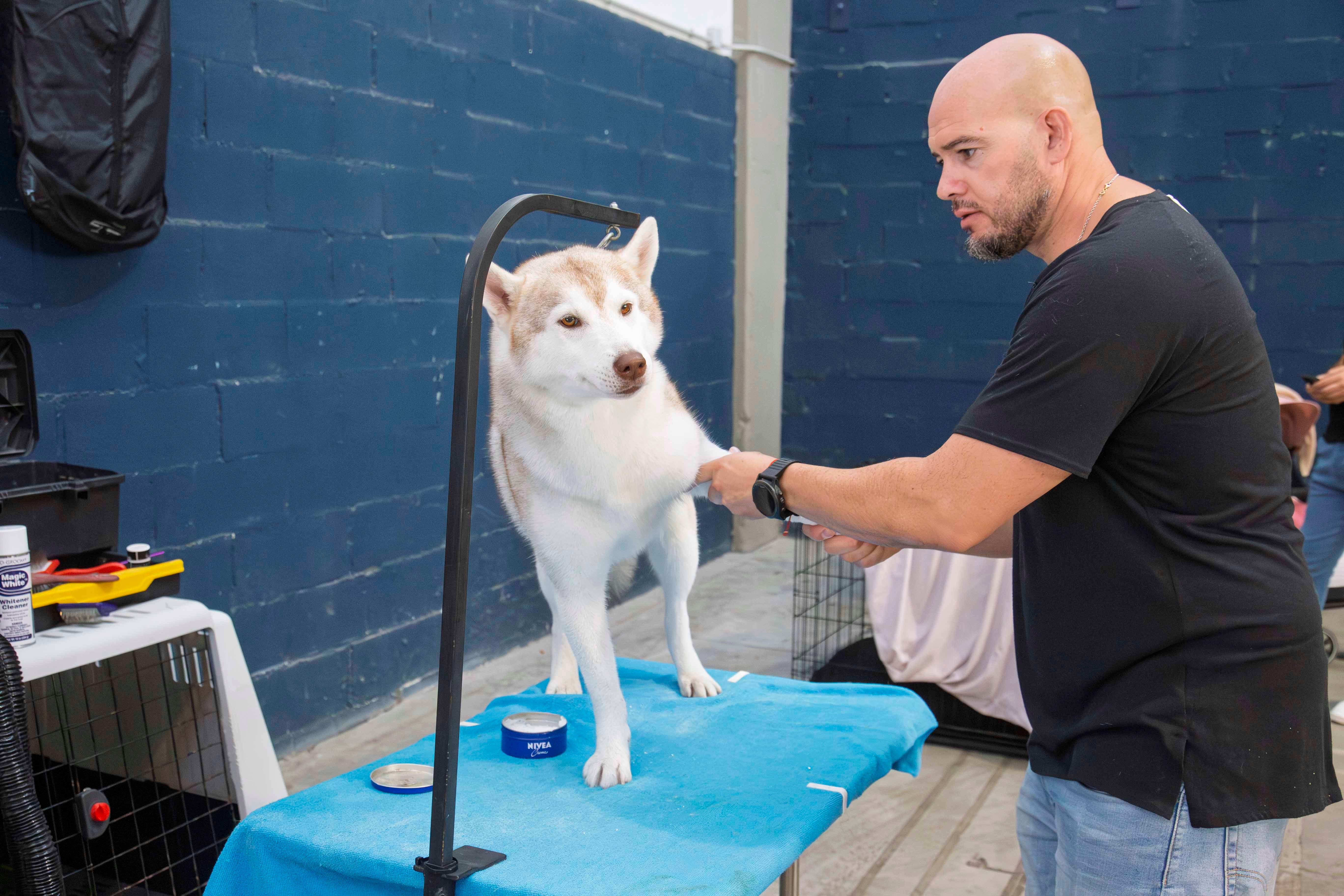 Fotos | Las mejores imágenes de la Exposición Internacional Canina de Mérida