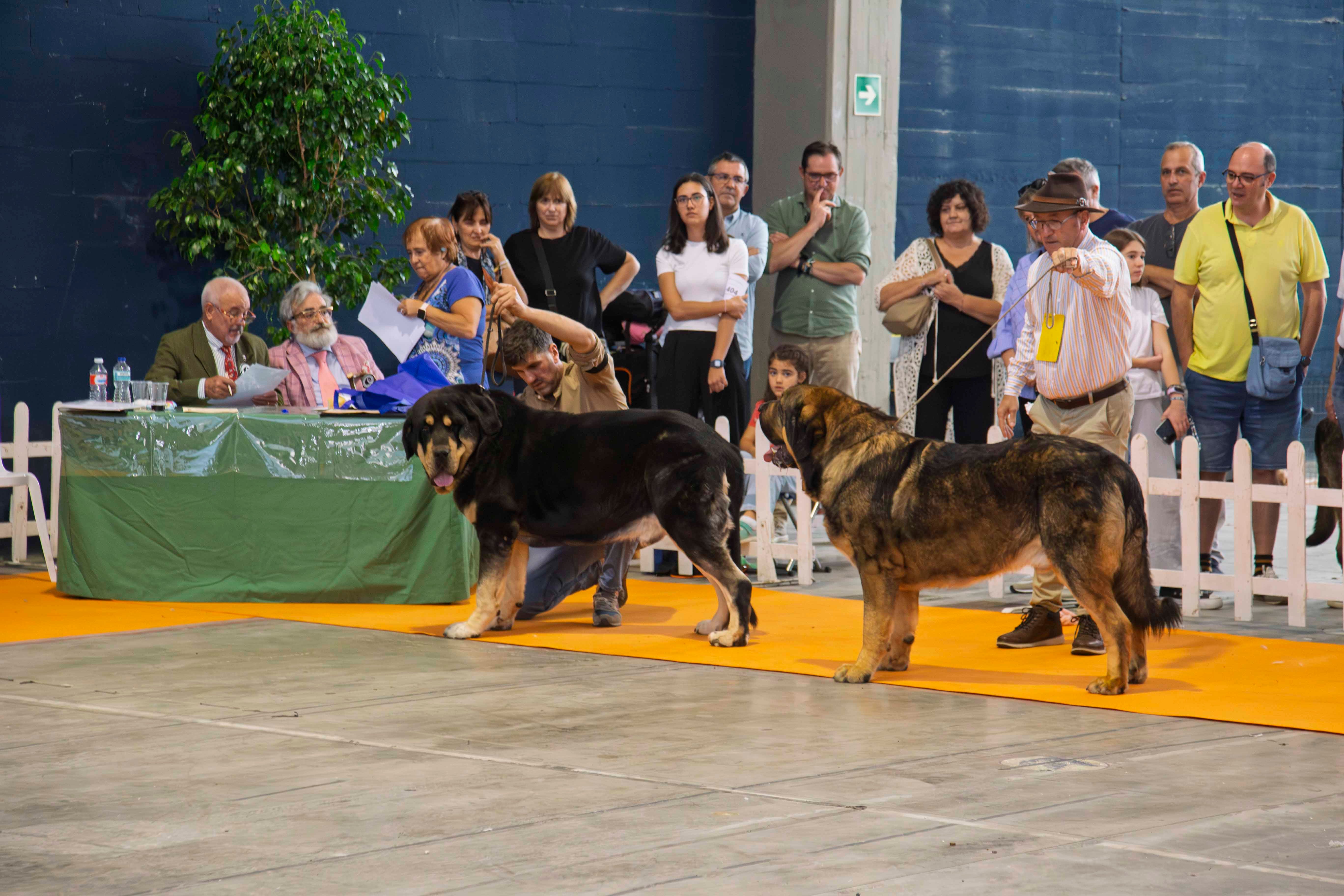 Fotos | Las mejores imágenes de la Exposición Internacional Canina de Mérida