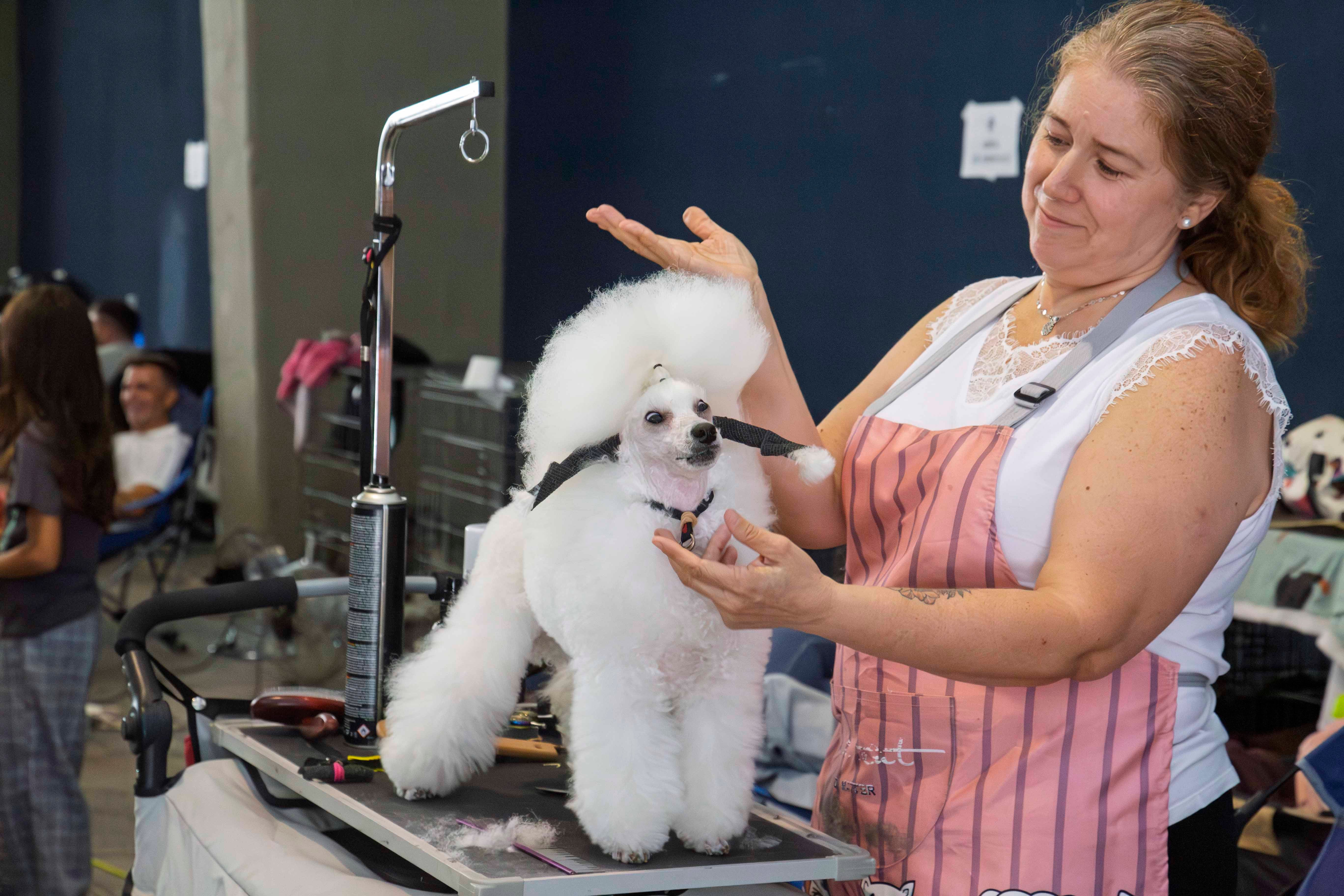 Fotos | Las mejores imágenes de la Exposición Internacional Canina de Mérida