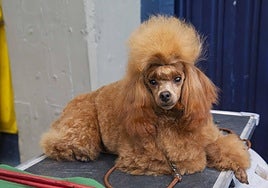 Fotos | Las mejores imágenes de la Exposición Internacional Canina de Mérida