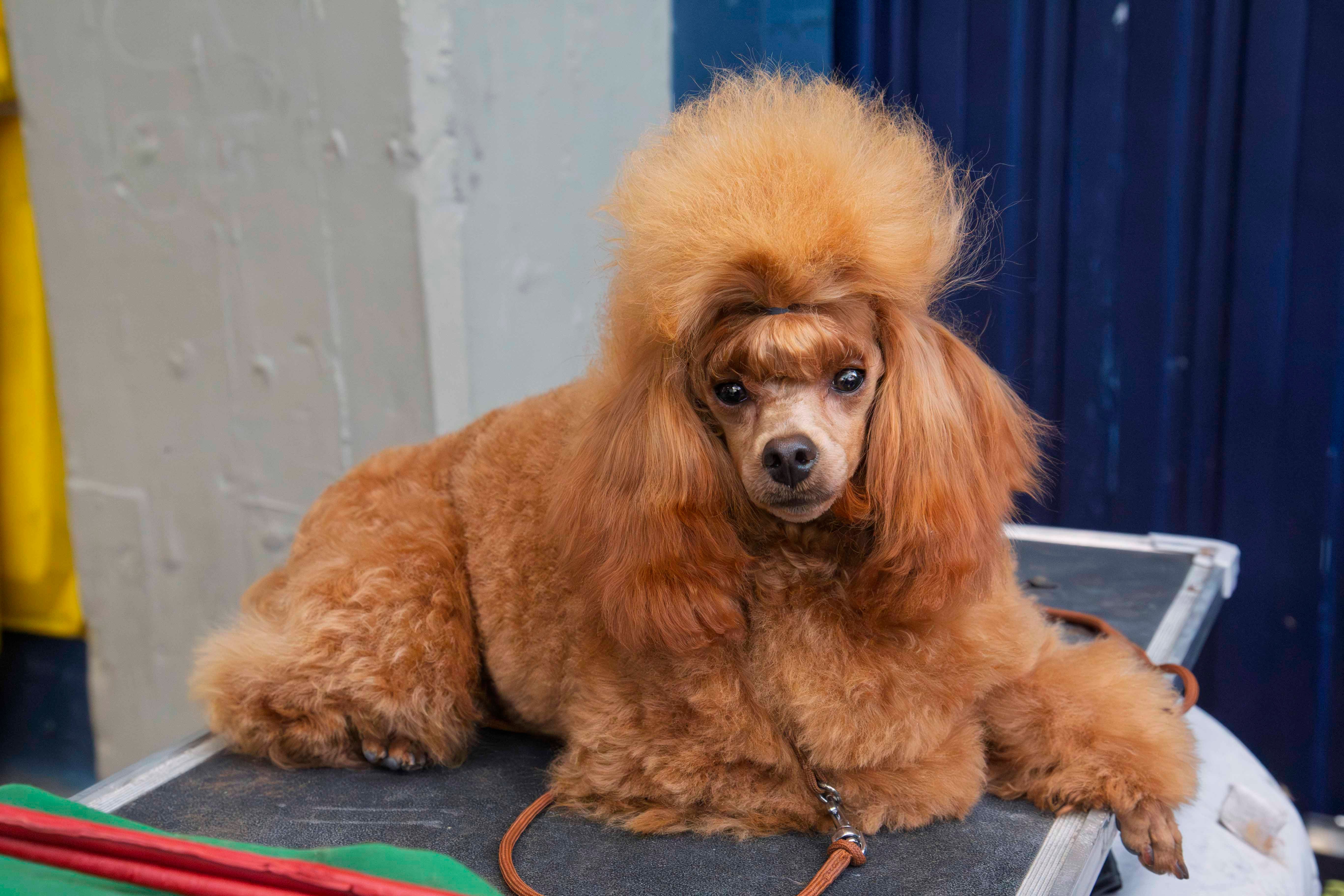 Fotos | Las mejores imágenes de la Exposición Internacional Canina de Mérida