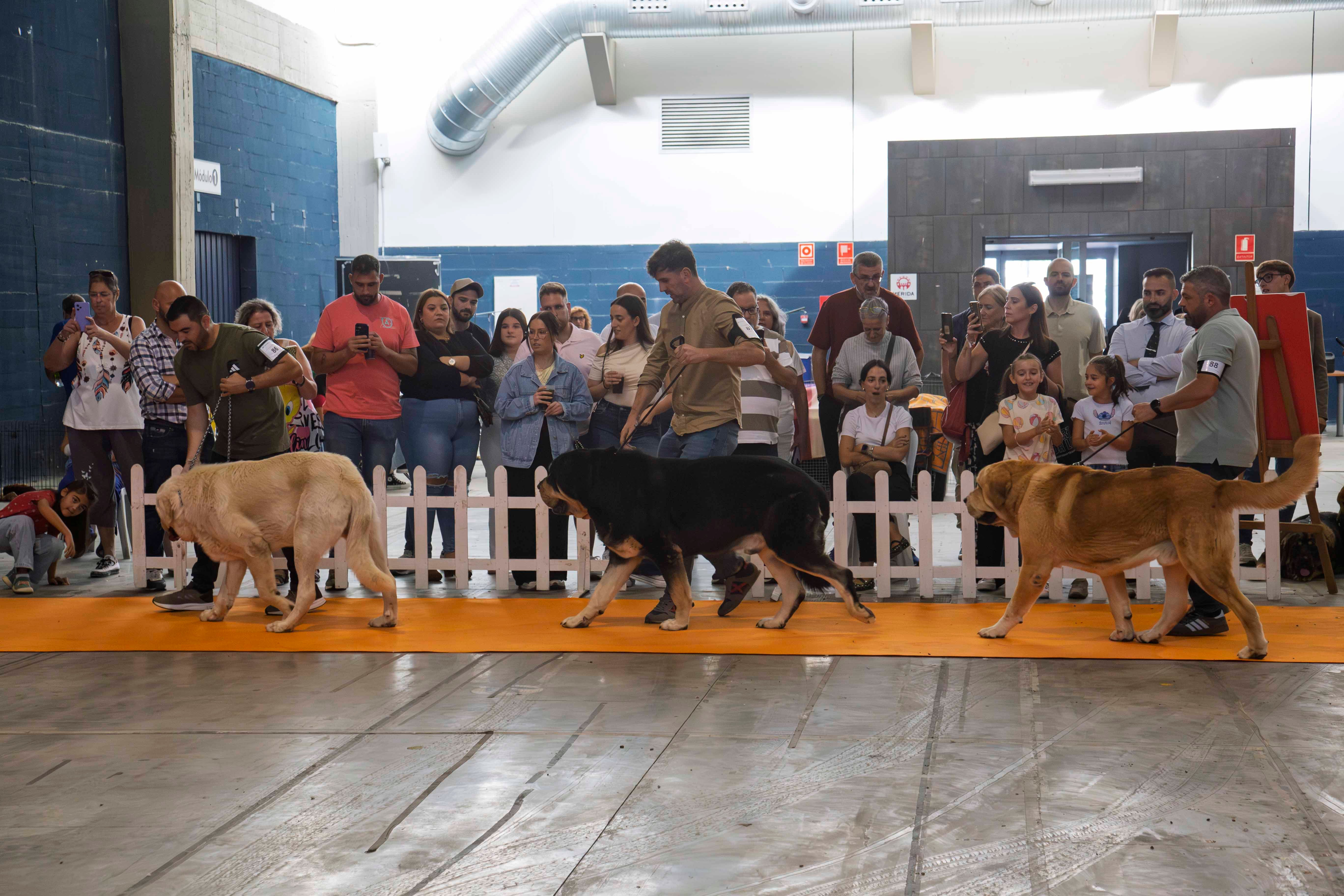 Fotos | Las mejores imágenes de la Exposición Internacional Canina de Mérida