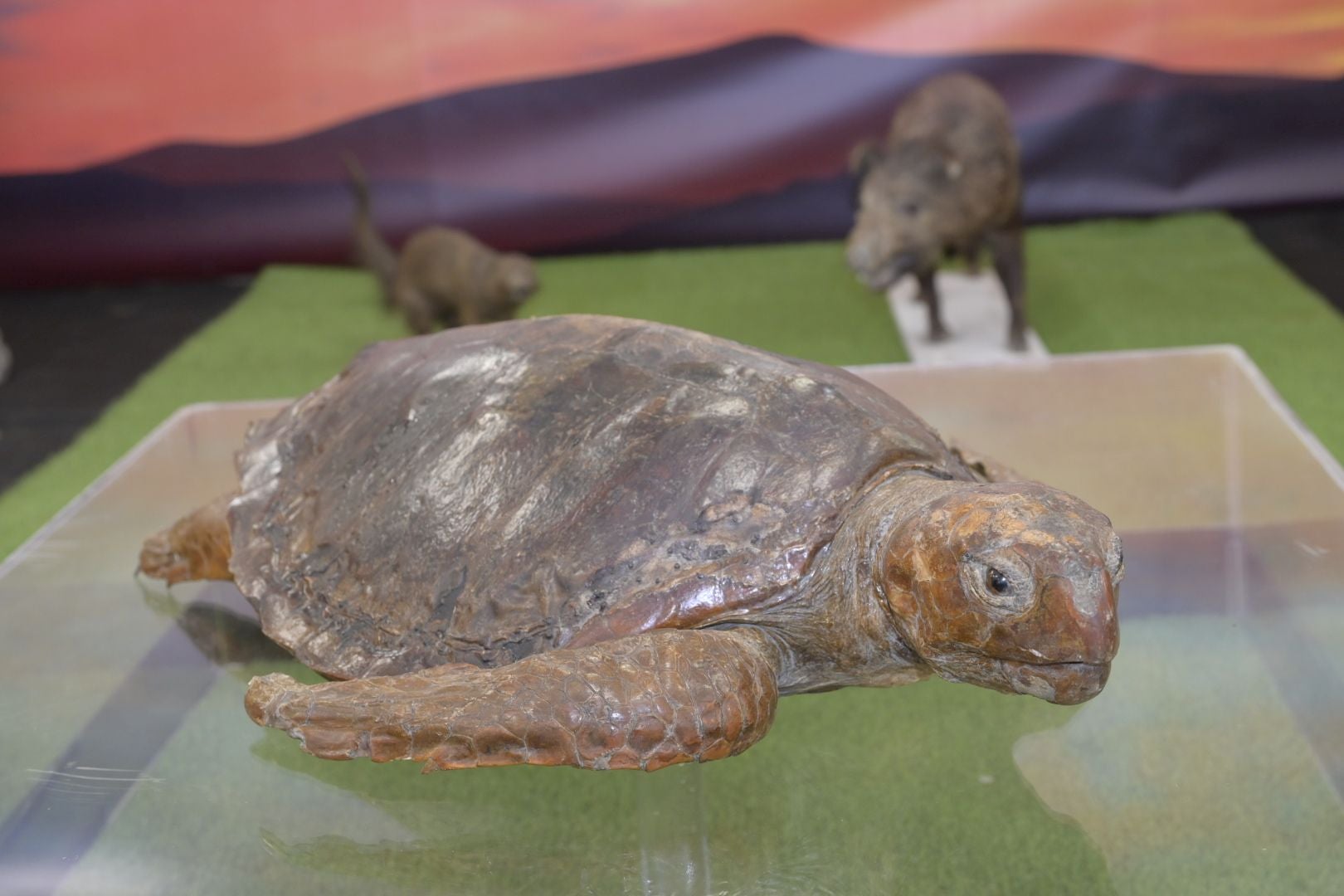 Rubén Landa, sobrino de Carolina Coronado, donó al instituto una tortuga disecada que había sido animal de la poetisa. Esta es una de las dos tortugas que constan en los fondos del instituto, y pudo ser la mascota de la escritora.