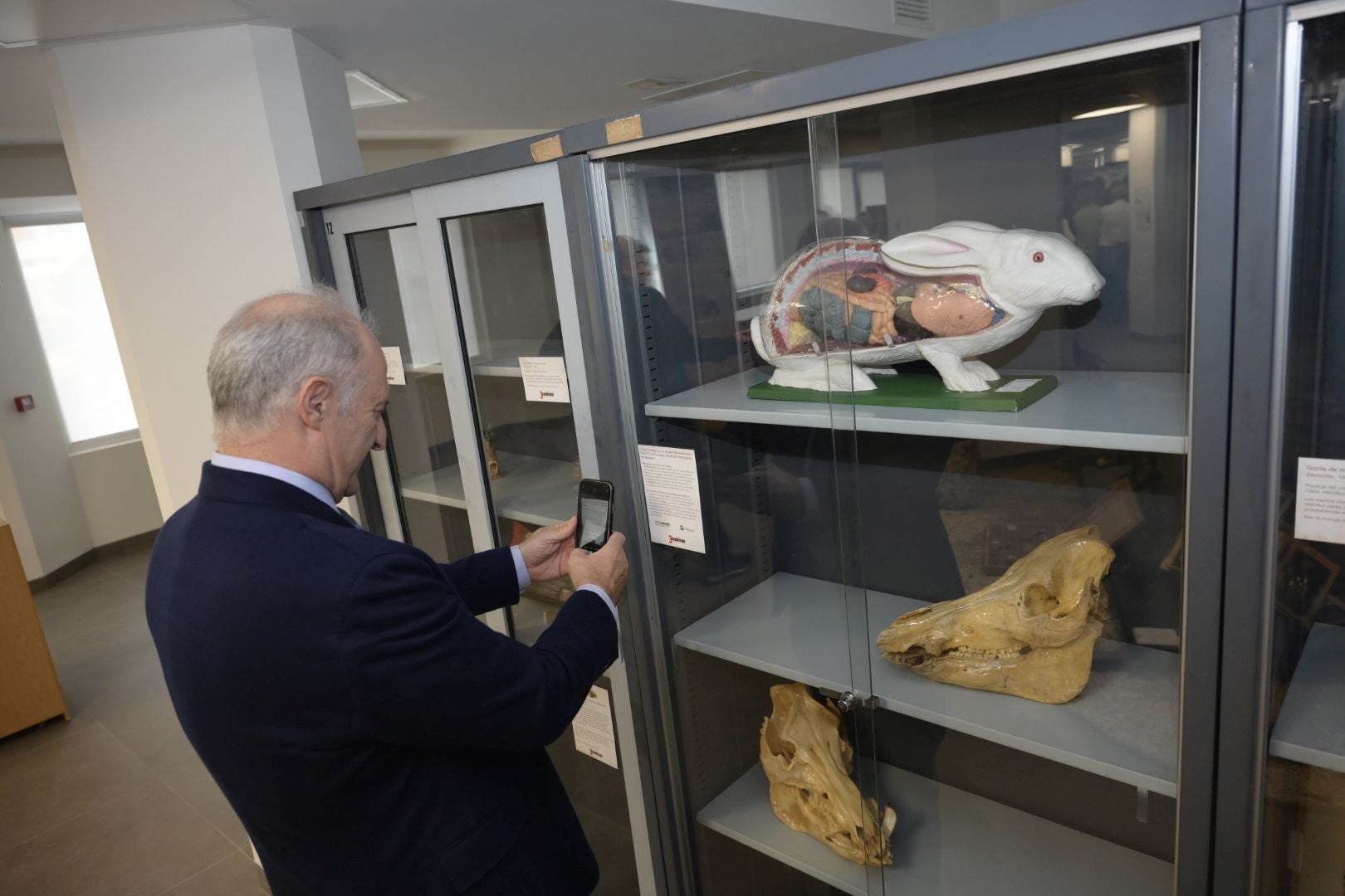 Además de figuras disecadas y cráneos, la exposición recoge un conejo que se puede desmontar para aprender sobre sus órganos y su ubicación dentro del cuerpo.