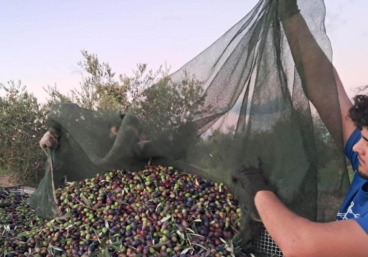 Así es el nuevo trámite para entregar aceituna en las almazaras: paso a paso