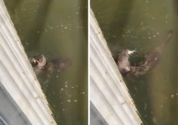 Captan a una nutria pescando en el canal de Montijo