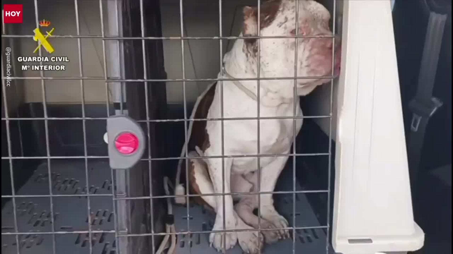 Investigado por maltrato animal un vecino de Talayuela que tenía a un perro en estado de abandono