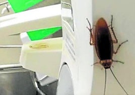 El SES trata de combatir una plaga de cucarachas en el Hospital de Plasencia
