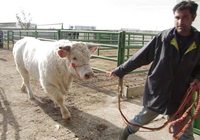 Suspendida la Feria Agroganadera de Trujillo por el miedo a la dermatosis nodular vacuna