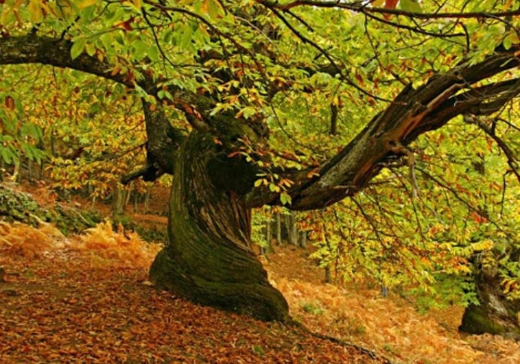 Un castañar de Extremadura, elegido por National Geographic como uno de los más bonitos de España